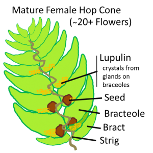 Diagram of a Hop Cone