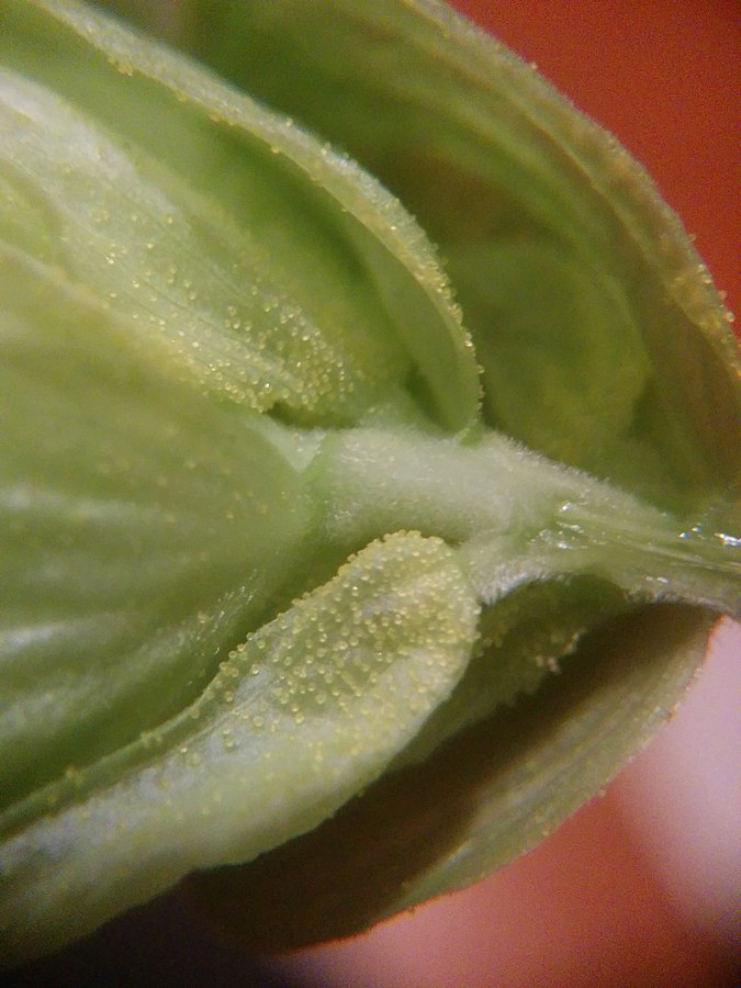 Lupulin Powder on a Fresh Hop Cone